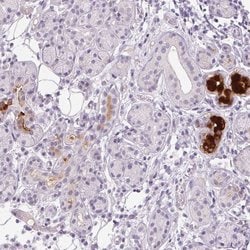 Invitrogen BPIL1 Polyclonal Antibody 100 &mu;L; Unconjugated:Antibodies,