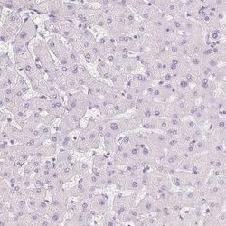 Invitrogen BPIL1 Polyclonal Antibody 100 &mu;L; Unconjugated:Antibodies,