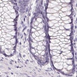 Invitrogen BPIL1 Polyclonal Antibody 100 &mu;L; Unconjugated:Antibodies,