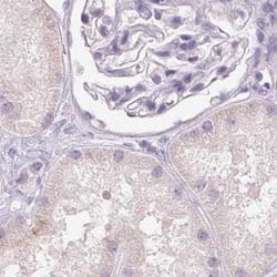 Invitrogen BPIL1 Polyclonal Antibody 100 &mu;L; Unconjugated:Antibodies,