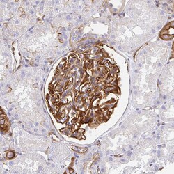 Invitrogen MYO1B Polyclonal Antibody 100 &mu;L; Unconjugated:Antibodies,