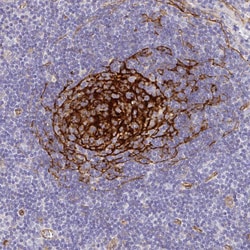Invitrogen MYO1B Polyclonal Antibody 100 &mu;L; Unconjugated:Antibodies,