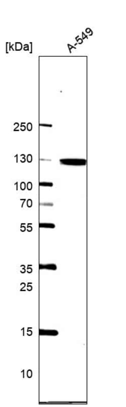 Invitrogen MYO1B Polyclonal Antibody 100 &mu;L; Unconjugated:Antibodies,