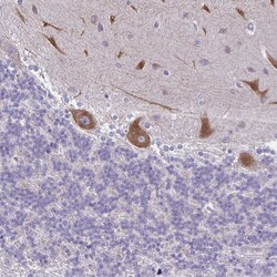 Invitrogen PITPNM1 Polyclonal Antibody 100 &mu;L; Unconjugated:Antibodies,