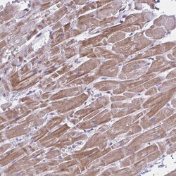 Invitrogen PITPNM1 Polyclonal Antibody 100 &mu;L; Unconjugated:Antibodies,