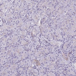 Invitrogen PITPNM1 Polyclonal Antibody 100 &mu;L; Unconjugated:Antibodies,