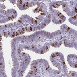 Invitrogen PITPNM1 Polyclonal Antibody 100 &mu;L; Unconjugated:Antibodies,