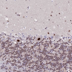 Invitrogen SYNE4 Polyclonal Antibody 100 &mu;L; Unconjugated:Antibodies,