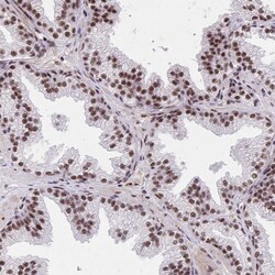 Invitrogen SYNE4 Polyclonal Antibody 100 &mu;L; Unconjugated:Antibodies,