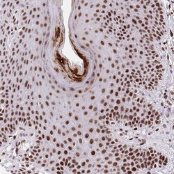 Invitrogen SYNE4 Polyclonal Antibody 100 &mu;L; Unconjugated:Antibodies,
