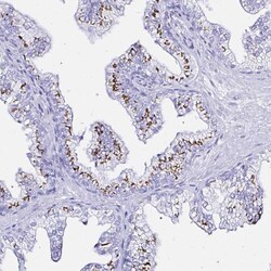 Invitrogen ZNF432 Polyclonal Antibody 100 &mu;L; Unconjugated:Antibodies,