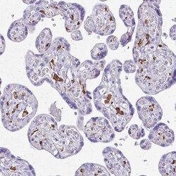 Invitrogen SIGLEC11 Polyclonal Antibody 100 &mu;L; Unconjugated:Antibodies,
