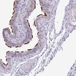 Invitrogen C20orf132 Polyclonal Antibody 100 &mu;L; Unconjugated:Antibodies,