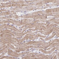 Invitrogen FAM195A Polyclonal Antibody 100 &mu;L; Unconjugated:Antibodies,