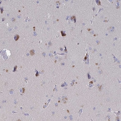 Invitrogen GPR148 Polyclonal Antibody 100 &mu;L; Unconjugated:Antibodies,