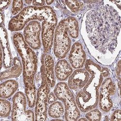 Invitrogen DNAJA2 Polyclonal Antibody 100 &mu;L; Unconjugated:Antibodies,