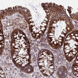 Invitrogen CP054 Polyclonal Antibody 100 &mu;L; Unconjugated:Antibodies,