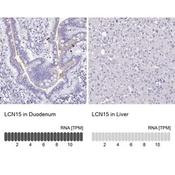 Invitrogen LCN15 Polyclonal Antibody 100 &mu;L; Unconjugated:Antibodies,