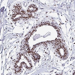 Invitrogen MNAR Polyclonal Antibody 100 &mu;L; Unconjugated:Antibodies,