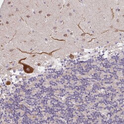 Invitrogen NAALAD2 Polyclonal Antibody 100 &mu;L; Unconjugated:Antibodies,