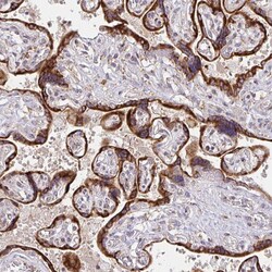Invitrogen NAALAD2 Polyclonal Antibody 100 &mu;L; Unconjugated:Antibodies,