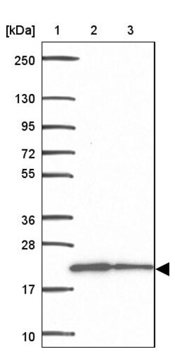 Invitrogen MRPL13 Polyclonal Antibody 100 &mu;L; Unconjugated:Antibodies,