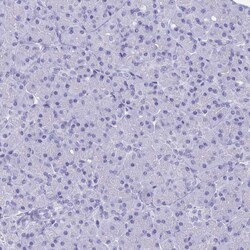 Invitrogen Alcohol Dehydrogenase 1A Polyclonal Antibody 100 &mu;L; Unconjugated:Antibodies,