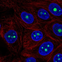 Invitrogen RRS1 Polyclonal Antibody 100 &mu;L; Unconjugated:Antibodies,