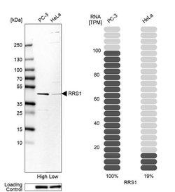 Invitrogen RRS1 Polyclonal Antibody 100 &mu;L; Unconjugated:Antibodies,