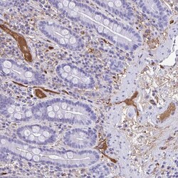 Invitrogen SMIM9 Polyclonal Antibody 100 &mu;L; Unconjugated:Antibodies,