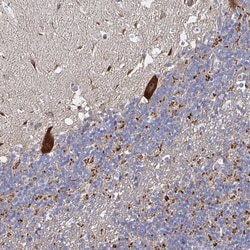 Invitrogen NRSN1 Polyclonal Antibody 100 &mu;L; Unconjugated:Antikörper