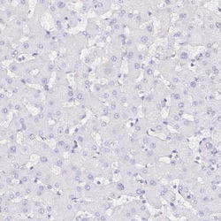 Invitrogen HINFP Polyclonal Antibody 100 &mu;L; Unconjugated:Antibodies,