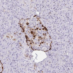 Invitrogen HINFP Polyclonal Antibody 100 &mu;L; Unconjugated:Antibodies,