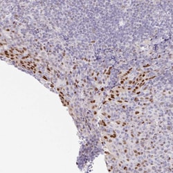 Invitrogen HINFP Polyclonal Antibody 100 &mu;L; Unconjugated:Antibodies,