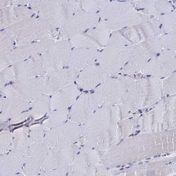 Invitrogen C15orf41 Polyclonal Antibody 100 &mu;L; Unconjugated:Antibodies,