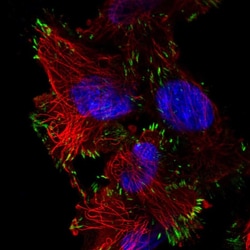 Invitrogen ASAH2 Polyclonal Antibody 100 &mu;L; Unconjugated:Antibodies,