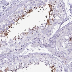 Invitrogen C4orf33 Polyclonal Antibody 100 &mu;L; Unconjugated:Antibodies,