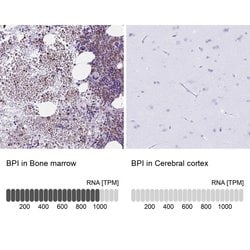 BPI Polyclonal Antibody:Antibodies, Polyclonal