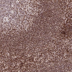 Invitrogen C19orf53 Polyclonal Antibody 100 &mu;L; Unconjugated:Antibodies,