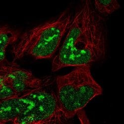 Invitrogen C19orf53 Polyclonal Antibody 100 &mu;L; Unconjugated:Antibodies,