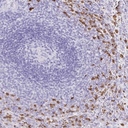 Invitrogen OR51A7 Polyclonal Antibody 100 &mu;L; Unconjugated:Antibodies,