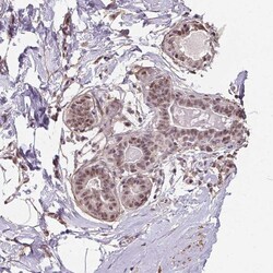 Invitrogen KIAA0232 Polyclonal Antibody 100 &mu;L; Unconjugated:Antibodies,