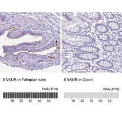 Invitrogen Enkurin Polyclonal Antibody 100 &mu;L; Unconjugated:Antibodies,