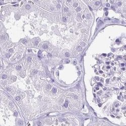 Invitrogen Enkurin Polyclonal Antibody 100 &mu;L; Unconjugated:Antibodies,