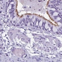 Invitrogen Enkurin Polyclonal Antibody 100 &mu;L; Unconjugated:Antibodies,