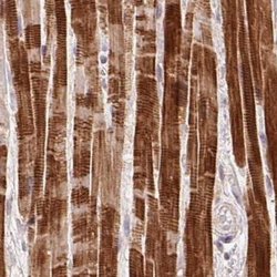 FAM168B Polyclonal Antibody:Antibodies, Polyclonal