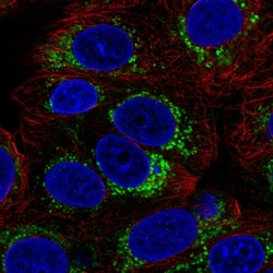 Invitrogen MICS1 Polyclonal Antibody 100 &mu;L; Unconjugated:Antibodies,