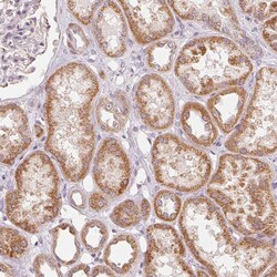 Invitrogen MICS1 Polyclonal Antibody 100 &mu;L; Unconjugated:Antibodies,