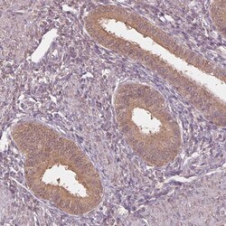 Invitrogen ADH5 Polyclonal Antibody 100 &mu;L; Unconjugated:Antibodies,