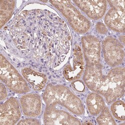 Invitrogen ADH5 Polyclonal Antibody 100 &mu;L; Unconjugated:Antibodies,